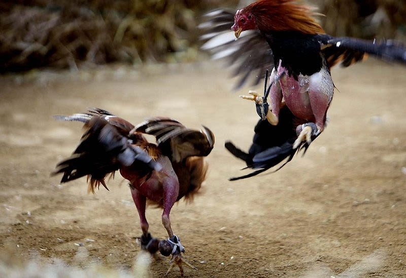 Rèn luyện khả năng quan sát gà chiến cơ bản