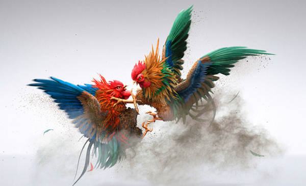 Cần lưu ý gì khi cá cược đá gà tại cổng game May88?