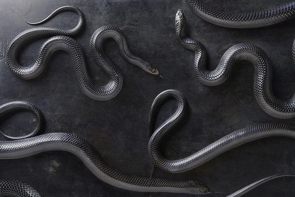 Mơ thấy rắn hên hay xui